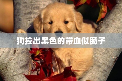 狗拉出黑色的帶血似腸子
