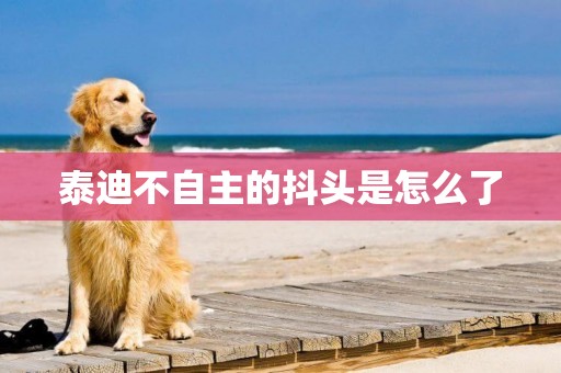 泰迪不自主的抖頭是怎么了
