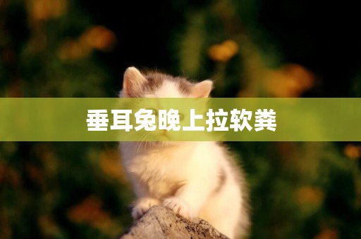 垂耳兔晚上拉軟糞