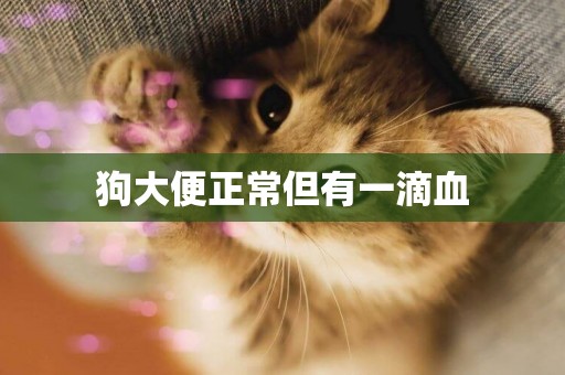 狗大便正常但有一滴血
