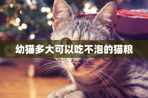 幼貓多大可以吃不泡的貓糧