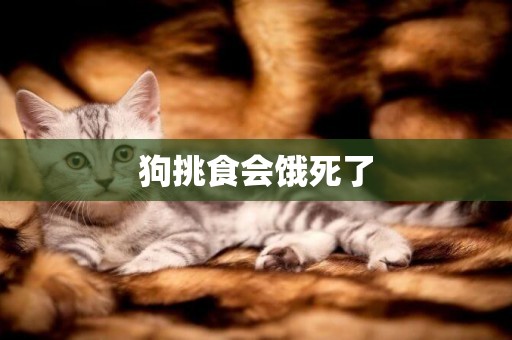 狗挑食會餓死了