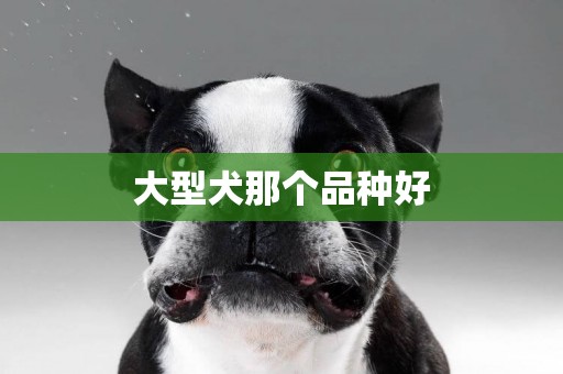 大型犬那個品種好