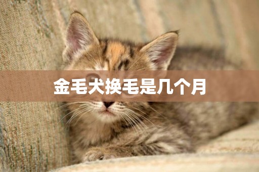 金毛犬換毛是幾個月