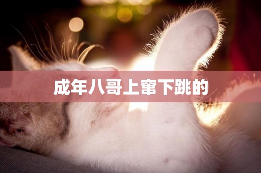 成年八哥上竄下跳的