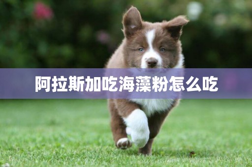 阿拉斯加吃海藻粉怎么吃