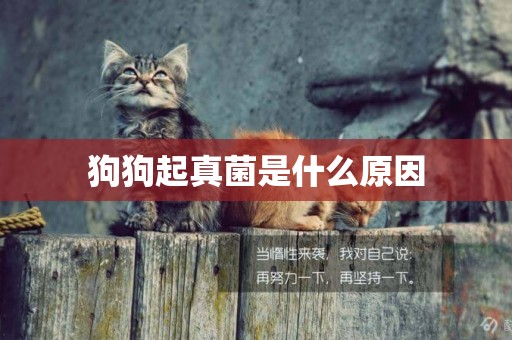 狗狗起真菌是什么原因