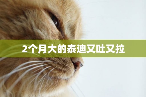 2個月大的泰迪又吐又拉