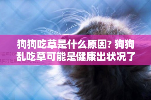 狗狗吃草是什么原因? 狗狗亂吃草可能是健康出狀況了哦！