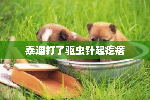 泰迪打了驅蟲針起疙瘩