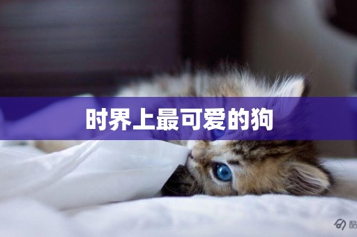 時界上最可愛的狗