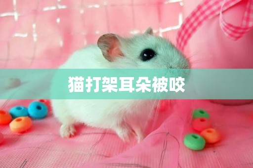 貓打架耳朵被咬