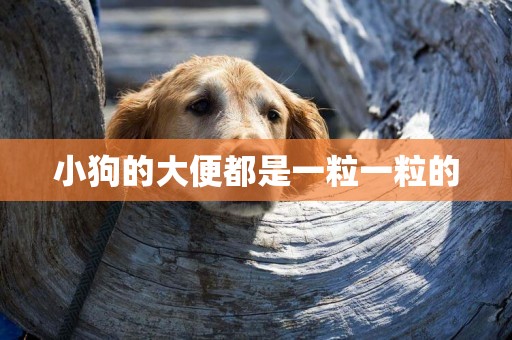 小狗的大便都是一粒一粒的