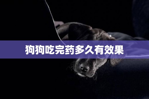 狗狗吃完藥多久有效果