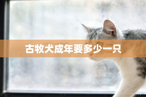 古牧犬成年要多少一只