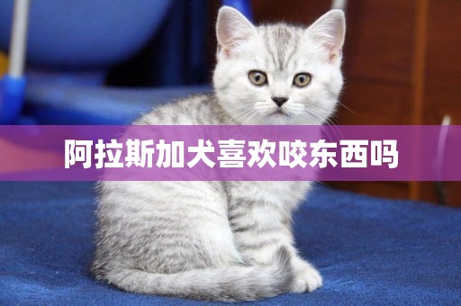 阿拉斯加犬喜歡咬東西嗎