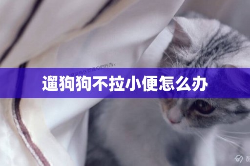 遛狗狗不拉小便怎么辦