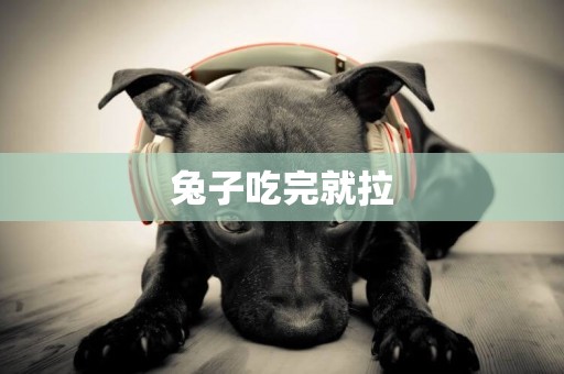 兔子吃完就拉