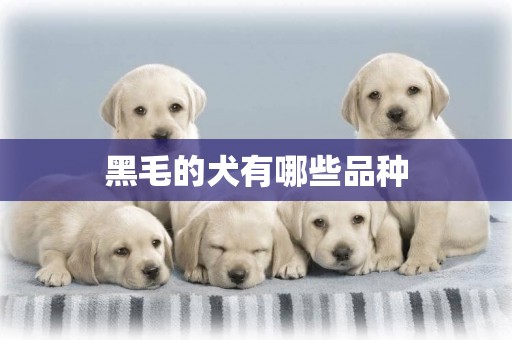 黑毛的犬有哪些品種