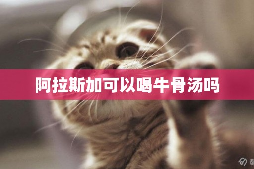阿拉斯加可以喝牛骨湯嗎