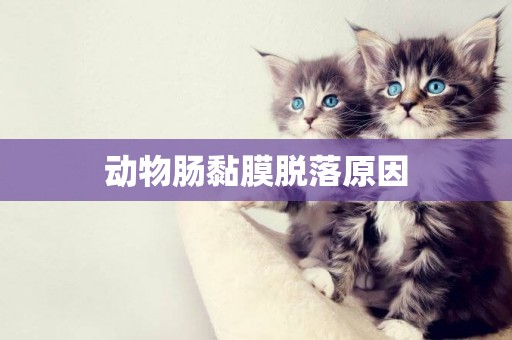 動物腸黏膜脫落原因