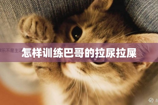 怎樣訓練巴哥的拉尿拉屎