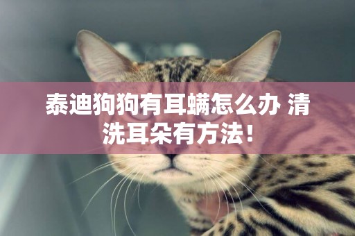 泰迪狗狗有耳螨怎么辦 清洗耳朵有方法！
