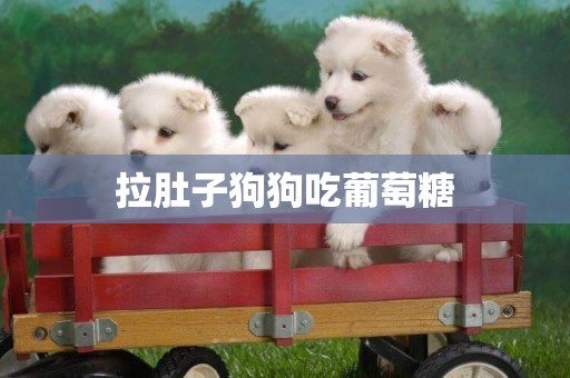 拉肚子狗狗吃葡萄糖