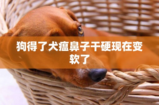 狗得了犬瘟鼻子干硬現在變軟了