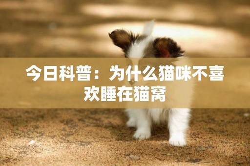今日科普：為什么貓咪不喜歡睡在貓窩