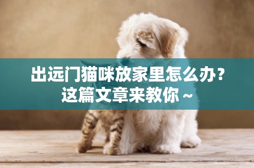 出遠門貓咪放家里怎么辦?這篇文章來教你~ 出遠門貓咪放家里怎么辦?這篇文章來教你~