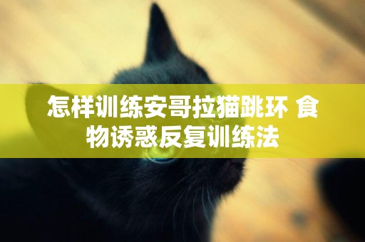 怎樣訓練安哥拉貓跳環 食物誘惑反復訓練法