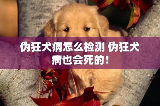 偽狂犬病怎么檢測 偽狂犬病也會死的！