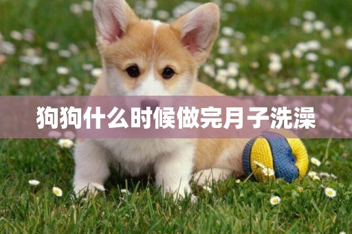 狗狗什么時候做完月子洗澡