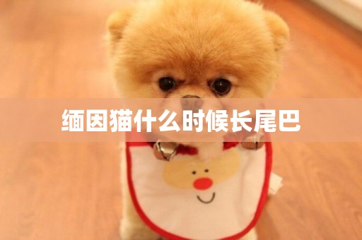 緬因貓什么時候長尾巴