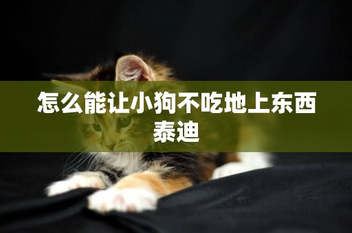 怎么能讓小狗不吃地上東西泰迪