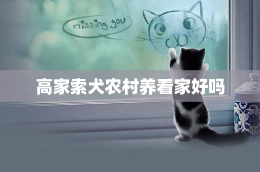 高家索犬農村養看家好嗎
