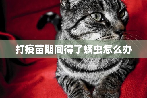 打疫苗期間得了螨蟲怎么辦