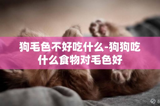 狗毛色不好吃什么-狗狗吃什么食物對毛色好