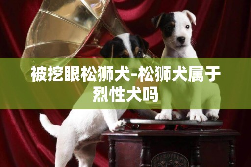 被挖眼松獅犬-松獅犬屬于烈性犬嗎