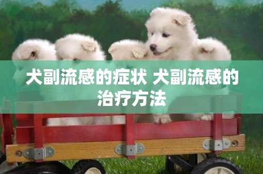 犬副流感的癥狀 犬副流感的治療方法