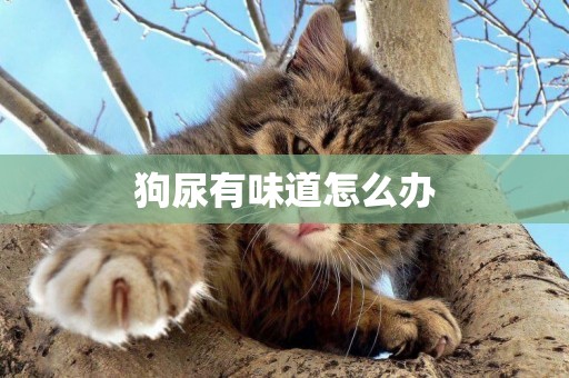 狗尿有味道怎么辦