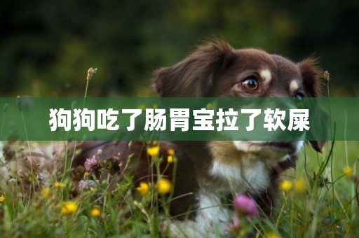 狗狗吃了腸胃寶拉了軟屎