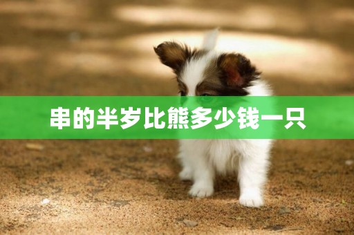 串的半歲比熊多少錢一只