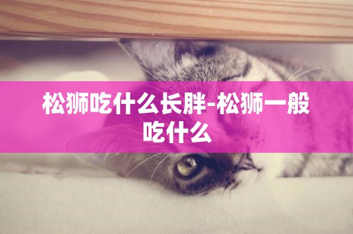 松獅吃什么長胖-松獅一般吃什么