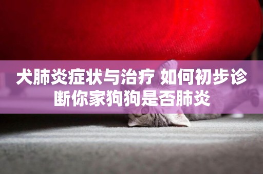 犬肺炎癥狀與治療 如何初步診斷你家狗狗是否肺炎