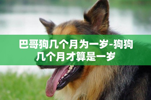 巴哥狗幾個月為一歲-狗狗幾個月才算是一歲