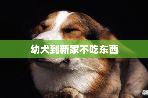 幼犬到新家不吃東西