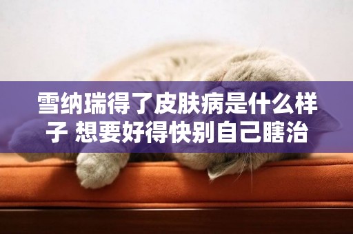 雪納瑞得了皮膚病是什么樣子 想要好得快別自己瞎治療