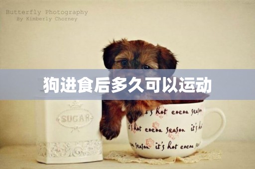 狗進食后多久可以運動